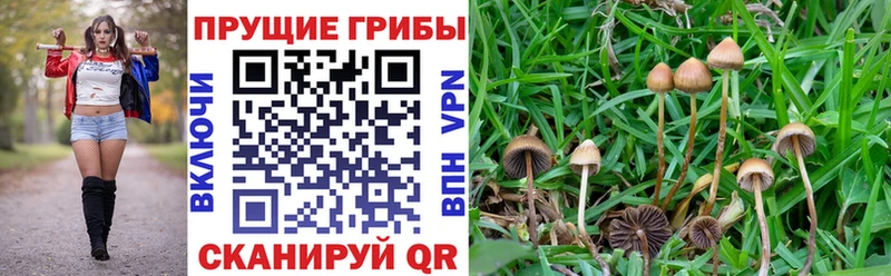 Псилоцибиновые грибы мухоморы  Купить где  Первомайск 